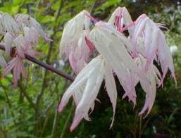 Miniatura 2 de Nube flotante Arce japonés Acer palmatum Ukigumo 2 - Año Árbol