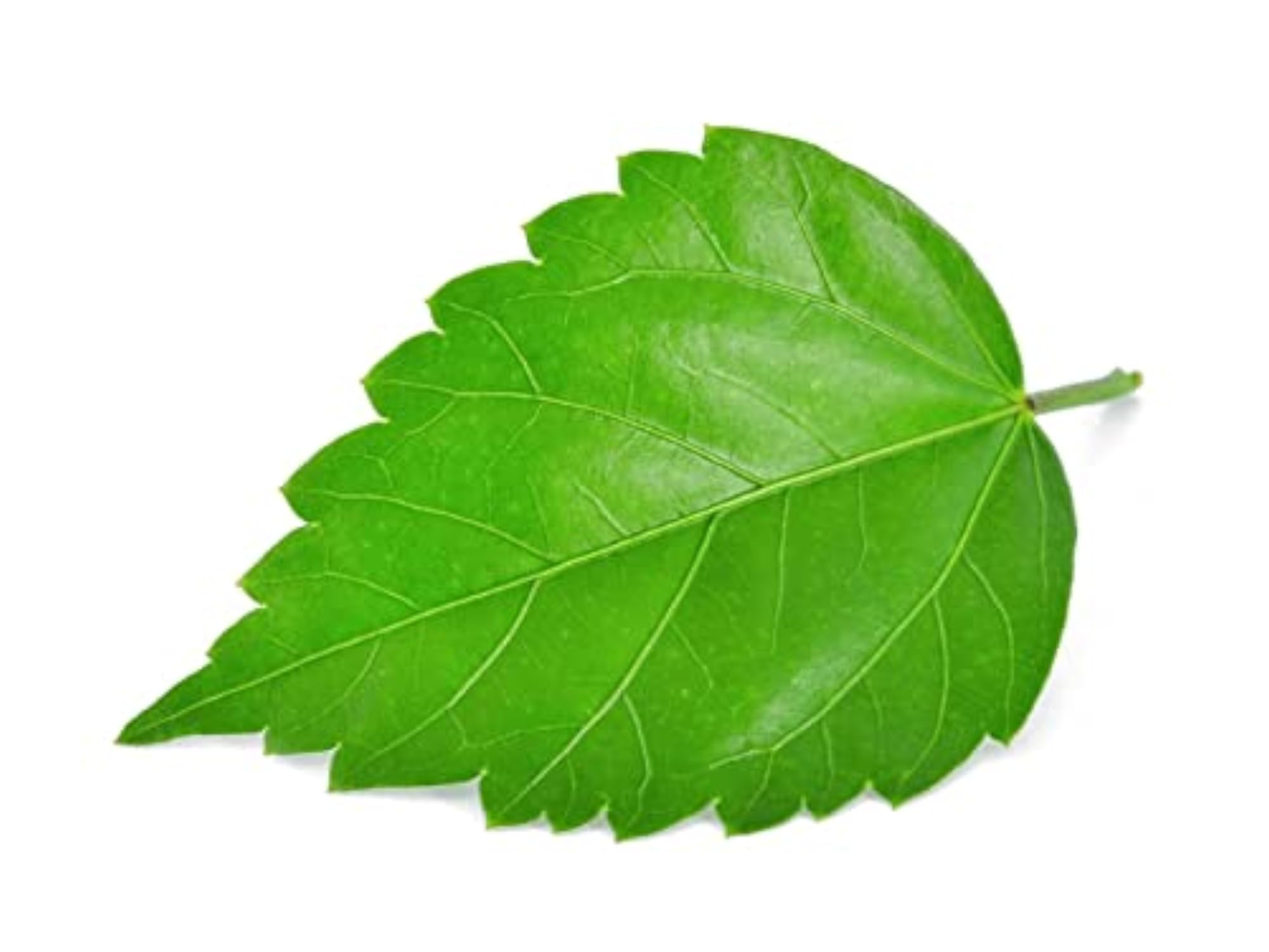 Hibiscus Leaf Powder (100g), Natural Hair Care
