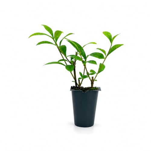 Gardenia August Beauty | 3 Live Plants | Gardenia Jasminoides | Beautiful Fragrant White Blooming Shrub