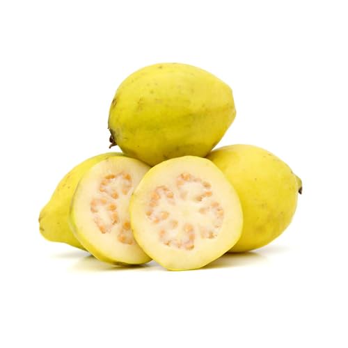 Genérico, Muda de Goiaba Amarela 20 a 40cm AMK - Plantas Online