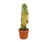 Euphorbia Ingens Marmorata | Maceta 20 cm | Planta natural de Exterior | Cactus Árbol de Navidad Marmolado | Cactus y suculentas | Cactus | Hojas verdes