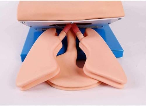 Simulatore di addestramento del manichino di intubazione, strumento educativo medico adulto del PVC per gli operatori sanitari