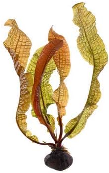 Amazon Tropica 水草 アポノゲトン ボイビニアヌス 無農薬 球根 1個 増子水景 生体水草 通販 Amazon Tropica 水草 アポノゲトン ボイビニアヌス 無農薬 球根 1個 増子水景 生体水草 通販