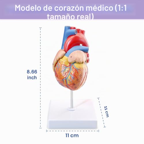 Modelo de corazón humano para anatomía con estructura desmontable de 2 piezas para clases médicas 2