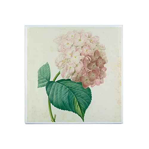 Piastrella in ceramica decorativa 20 x 20 cm - Ortensia Tavola Illustrazione Botanica Antica Fiori
