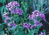 Lunaria Biennis Mixture Nice Garden Flower Seeds by Seeds Kingdom (1 Lb Seeds)