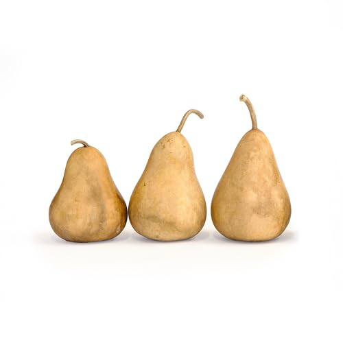 Dried Martin Gourds (3-Pack) - 5
