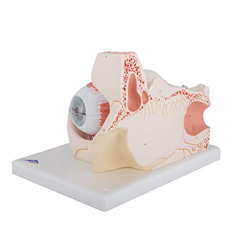Image of 3B Scientific F13 Eye 3 times full-size 7-part - 3B Smart Anatomy
