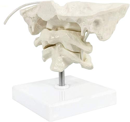 HEMIPLEGIA Model Educational Model Occiput Model - Human Cervical Spine Model Occipital Bone Model PVC Material Atlas and Axis with Occipital Bone Model for Medical Teaching Training Aid - Thumbnail 4
