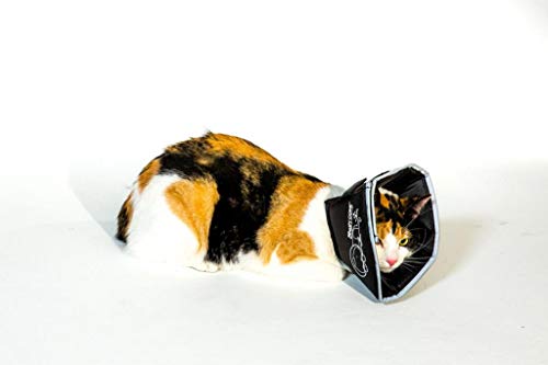 All Four Paws „The Comfy Cone“ Halskrause für Haustiere,Small 14 cm