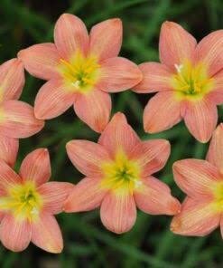 URBAN GARDENS® Rain Lily Crimson Sunset Imported (B0BSFQW4LQ) Amazon Price History, Amazon Price Tracker