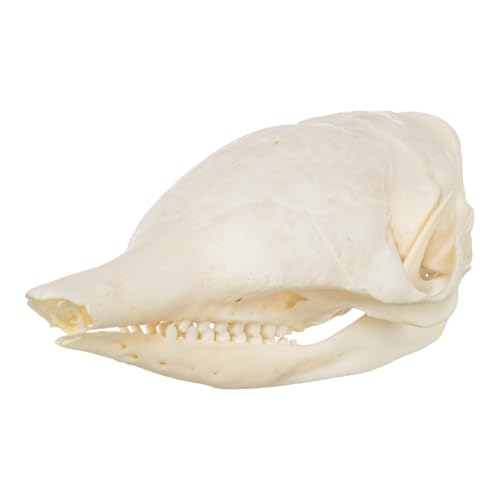 Real Nine-Banded Armadillo Skull A Quality Skull Only