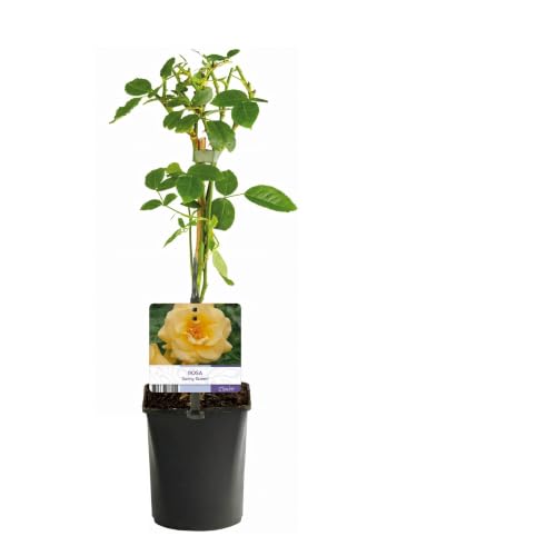 GreenboutiQ - Rosier grimpant - Rosa Spring Queen -Fleur Jaune - Peu d'entretien - 2 plantes - Pot 11cm Hauteur 40cm