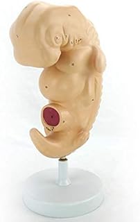 Anatomical Model for Children, Human Embryo Model, 4 Weeks, Development, Human Fetal Development Model Lab Supplies, Applicable to Schools,Hospital Research Assistance