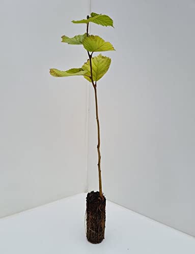 Hazel Nut Tree/Bush - Corylus avellana - Approx 40/60cm - UK Cell Grown