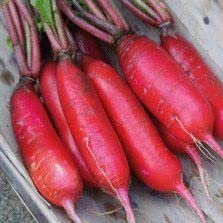Radha Krishna Agriculture® Imported Radish Chinese Pink Hybrid Seeds For Kitchen Garden (Pack Of 100 Seeds) (B09TG56QMW) Amazon Price History, Amazon Price Tracker
