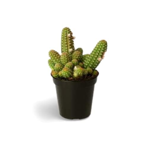 Peanut Cactus Live Plant, Balcony, Indoor, House, Bedroom, Table, Living Room, Office Decor Gift (1)-image-9