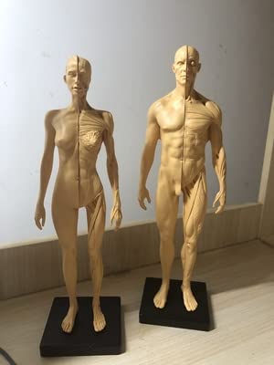 Image of 12 inch Resin Human Anatomical Anatomy Skull Head Body Model Muscle Bone Model Male Female (Yellowish Brown)
