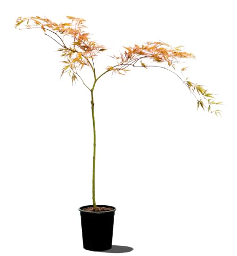 Acer palmatum dissectum 'Tamukeyama' Weeping Red Laceleaf Japanese Maple Tree, Heat Tolerant, 1 gal. Container, 16" - 28"+ Height