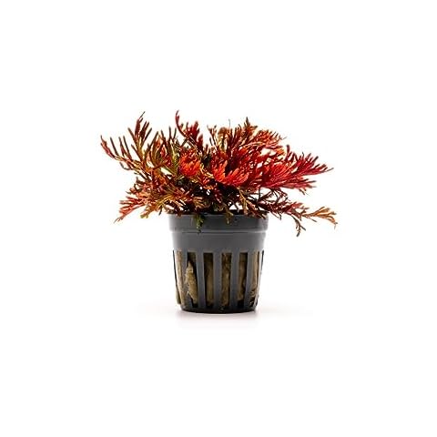 SubstrateSource Live Terrarium Plants - Spikey Moss for Terrariums, Paludariums - Easy, Beginner Friendly (Selaginella Erythropus Ruby Red Club Moss, (3 Pots)) Cover