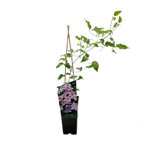 Clemátide Natural Planta Trepadora para el Exterior del Hogar