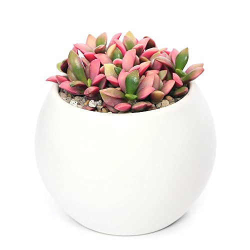 ycharmziϗtAjAiJvZX  }bg{[rAiPj Mt y΍ kC~Gs