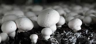 ND PLANT BAZAR Button Mushroom Spawn Seeds (200 gm) | Fresh Mushroom with No Preservatives | Mushroom Growing Seeds | Ready For Production Plantation Farming (B0CP29GQ89) Amazon Price History, Amazon Price Tracker