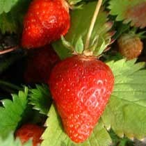 Fraisier Gariguette BIO- (lot de 6 pieds)