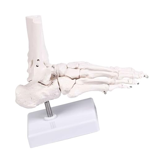 Squelette de pied humain pour expliquer la podologie aux patients