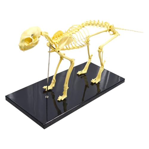 INTBUYING PVC Feline Skeleton Model 19.3'x14.2'x10' Standard Size Medical Anatomical Cat Skeleton Model Display Lab Teach Veterinary Animals Animal Anatomical Model