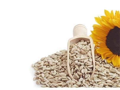 Image of NatureGarden Raw Sunflower Seeds 250g Pack | High Protein Fiber Vitamin E Magnesium | Healthy Snack | Diet Food | Antioxidant-Rich | Low Calorie Vegan Gluten-Free | Seeds for Eating Planting Birds