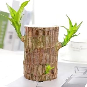 Mapperz Brazilian Good Luck Green Wood Plant Healthy Indoor Feng Shui Live Plant For Home, Office Decoration Original Brazilian Wood plant (Varying Size) Pack Of 1 (B0DGGM8S8C) Amazon Price History, Amazon Price Tracker