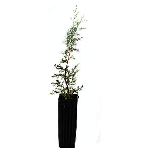 TreesAgain Potted Eastern Red Cedar Tree - Juniperus virginiana - 13 to 20+ inches (See State Restrictions) Cover