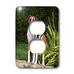 3dRose lsp 88772 6 Zandria Muench Beraldo double plaque de finition pour 2 prises de courant