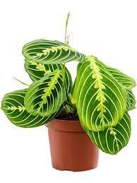 Amazon.com : Calathea Maranta 'Lemon Lime'  4 Live Prayer Plant  Vibrant  Green Variegated Foliage  Pet-Friendly Indoor Houseplant (Heat Pack  Included) : Patio, Lawn & Garden