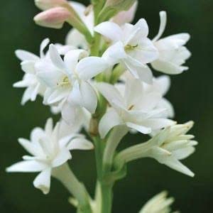 Oakwood Farms� Rajanigandha Tuberose Super Big Size Healthy Bulb Flower Double White Flower Aromatic Nishigandha (White color pack of 4 bulbs)-image-41