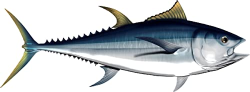Albacore Tuna Beautiful Fish Decal | Fishing Decal for Boat, Car, Vehicle, Truck Etc. | Waterproof Vinyl Sticker | Many Sizes & Styles Available | 12" to 40" by Digital Fish Art (Small, Position 6)