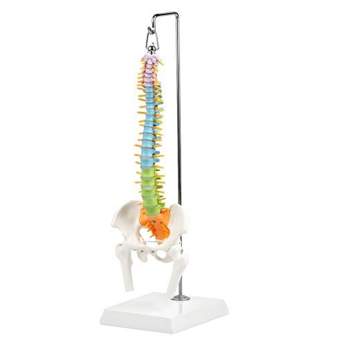 Modelo de columna cervical y médula espinal ampliada para estudio médico 1