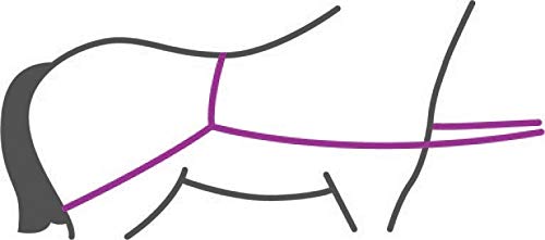 Guía de remolque para cargar caballos sin estrés en van 2