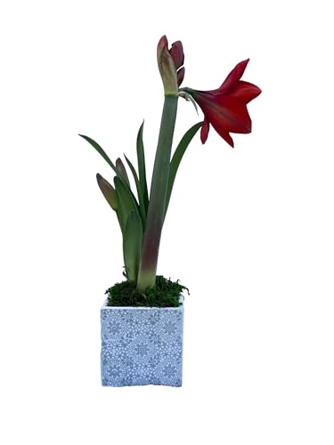 Red Lion Amaryllis para decorar tu hogar en Navidad 3
