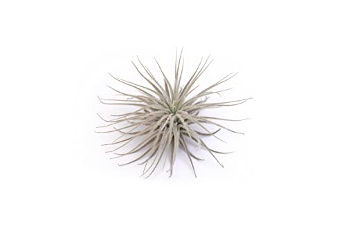 PLANDAIRE - Plantas de Aire Naturales Tillandsia Natural Tectorum - Clavel del Aire Snow - Planta Aerea Natural Nevada - Plantas de exterior - Planta de Interior Decorar Oficina Escritorio Estudio Cover