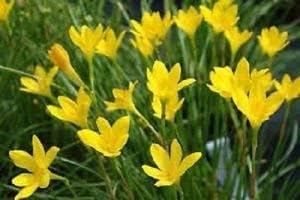 Rain Lily Yellow (Zephyranthus Sulphurea) - Set Of 5