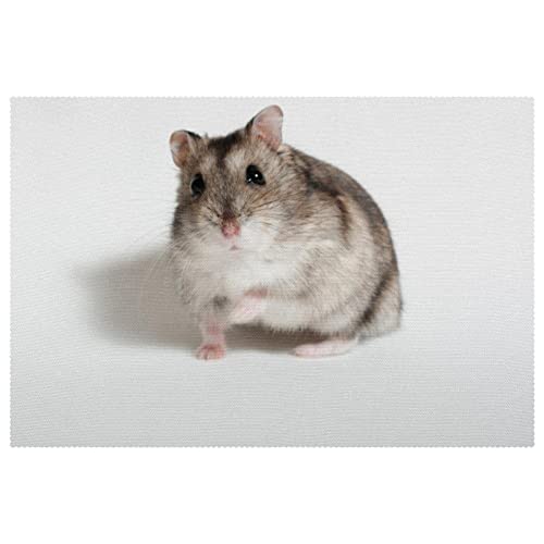 Set de table hamster facile à nettoyer pour table propre et protégée