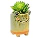 MONMOB Ceramic Frog Pencil Holder Frog Pencil Holder for Desk Accessories Decoration Succulent Plant Pot Office School Ideal Gifts for Women, Mom or Birthdays