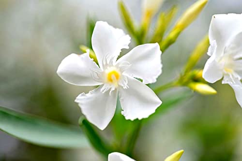 White Oleander Plants Live, 10 Inc To 12 Inc Tall, Ship Bare Root, Fragrant Flower Shrub Plant For Garden #TOP3