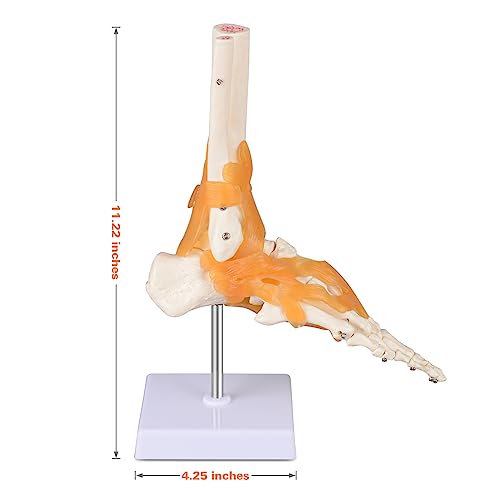 Ultrassist UL0064 Human Foot Joint Model thumb #6