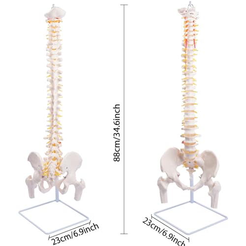 NLShan Modelo de coluna flexível, modelo anatômico da medula espinhal humana tamanho real de 86 cm c