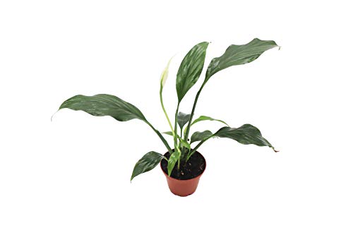 Peace Lily - 3'' from California Tropicals