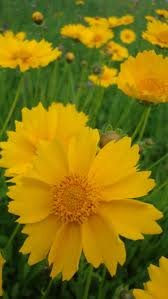 50+ Coreopsis, Lanceleaf Flower Seeds, Beautiful Golden-Yellow Blooms.