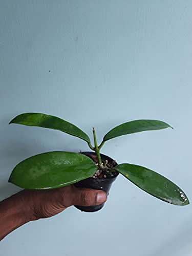 Image of GREEEN Earth Hoya MELIFLUA Wax Live Small Plant 1 Piece